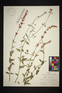 Agastache pallidiflora subsp. neomexicana image