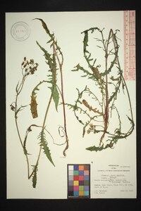 Crepis vesicaria image