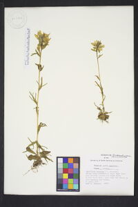 Castilleja coccinea image