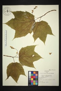 Acer pensylvanicum image