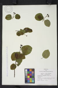 Amelanchier sanguinea image