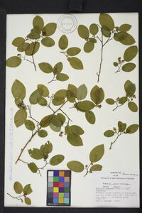 Berchemia scandens image