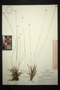 Lachnocaulon anceps image