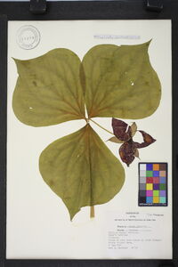 Trillium vaseyi image