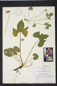 Viola palmata image