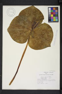 Trillium cuneatum image