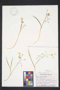 Claytonia virginica var. acutiflora image