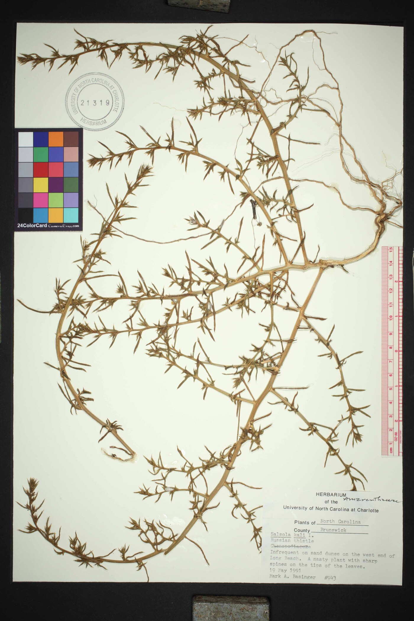 Salsola kali var. caroliniana image