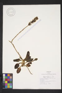 Goodyera pubescens image