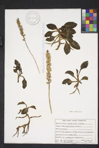 Goodyera pubescens image