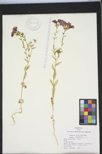 Phlox drummondii image