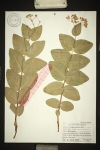 Asclepias humistrata image