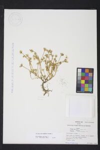 Portulaca pilosa image