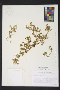 Portulaca oleracea image