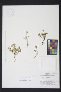 Portulaca pilosa image