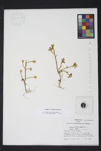 Portulaca amilis image