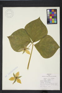 Trillium rugelii image