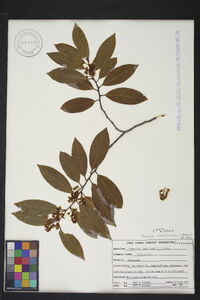 Prunus caroliniana image