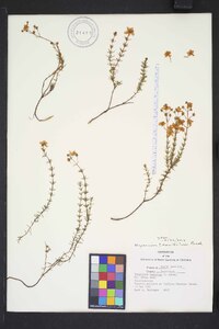 Hypericum piriai image