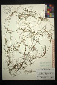 Juncus repens image