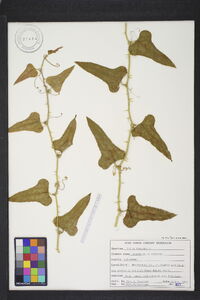 Smilax bona-nox image