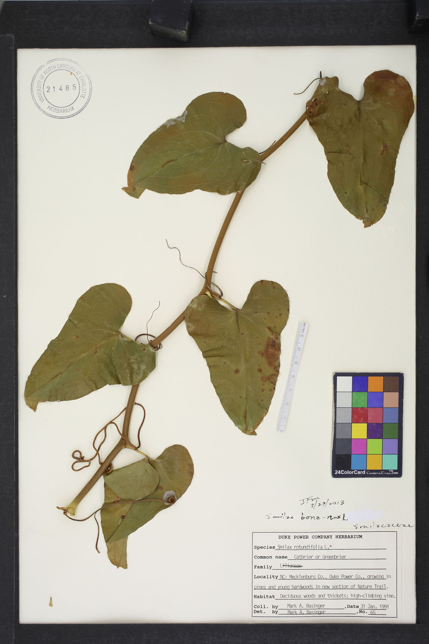 Smilax bona-nox var. bona-nox image
