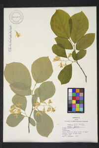 Styrax grandifolius image