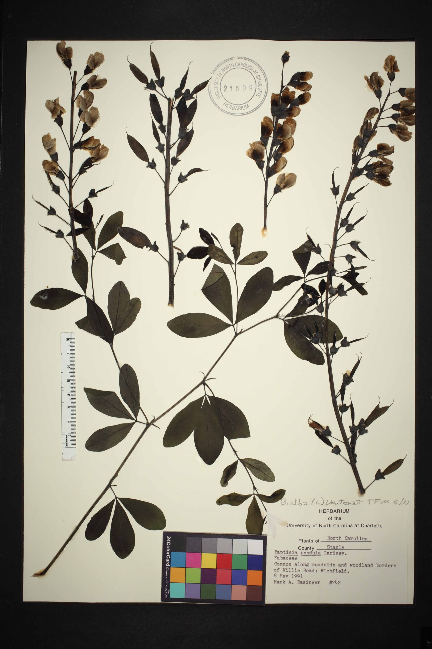 Baptisia alba var. alba image