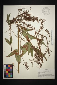 Desmodium illinoense image