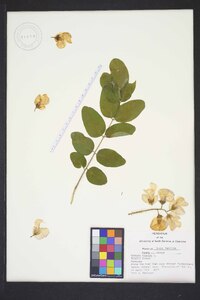 Robinia hispida image