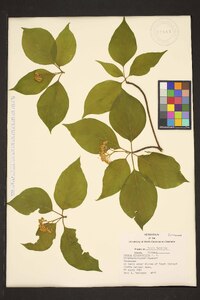 Swida alternifolia image