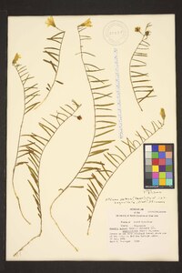 Stylisma angustifolia image