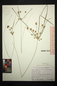 Cyperus retrorsus image