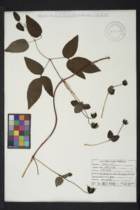 Clematis viorna image