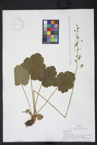 Heuchera americana image