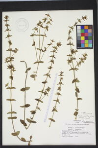 Sophronanthe pilosa image