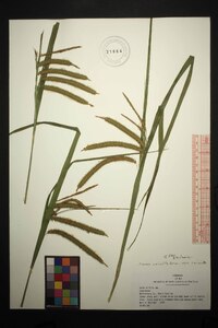 Carex crinita var. crinita image