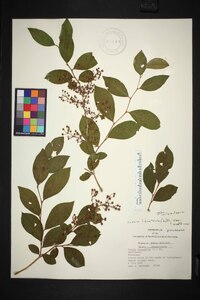 Lyonia ligustrina var. ligustrina image