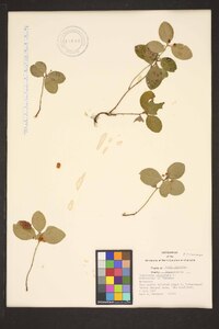 Gaultheria procumbens image