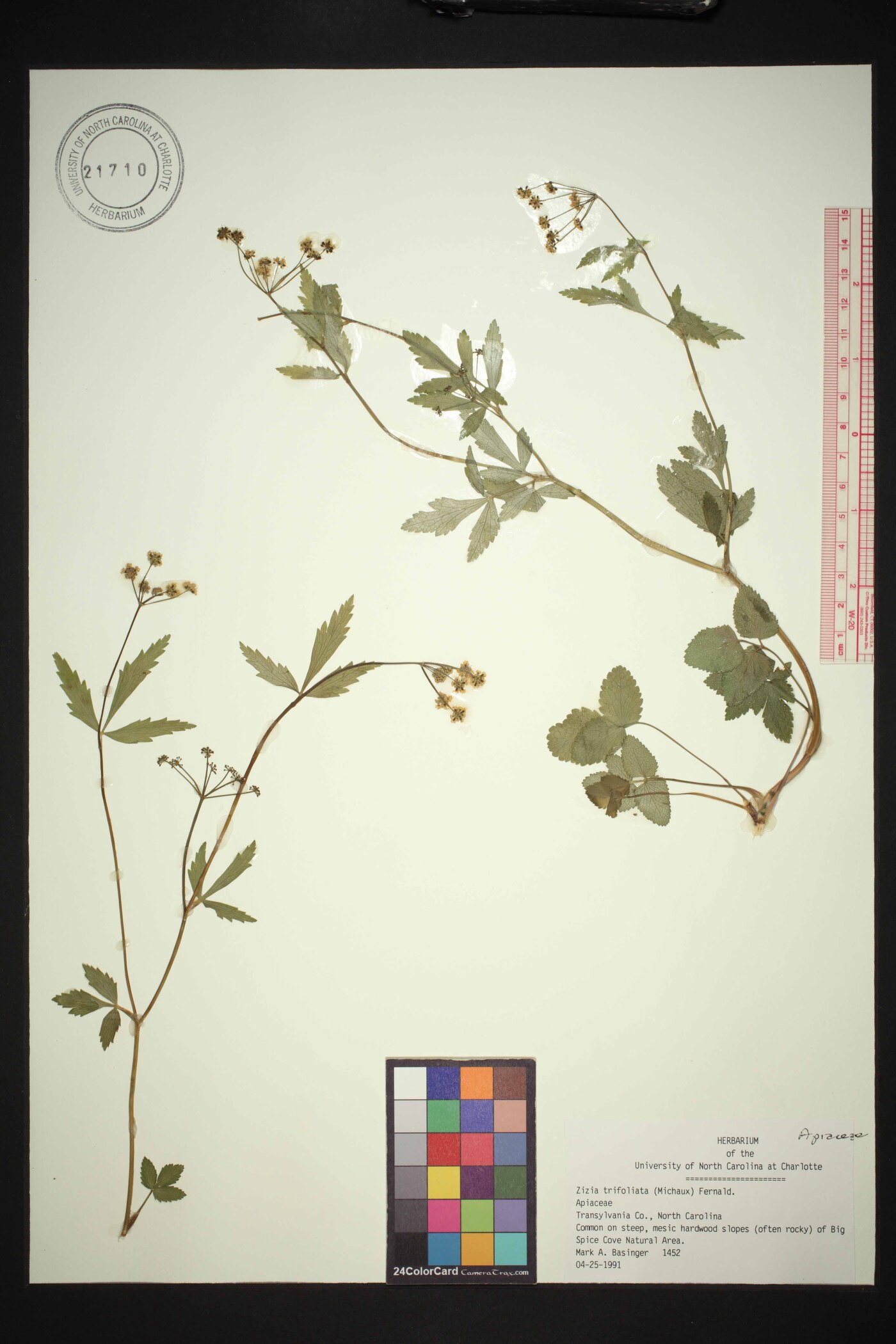 Zizia trifoliata image