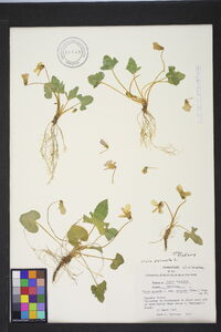 Viola palmata image