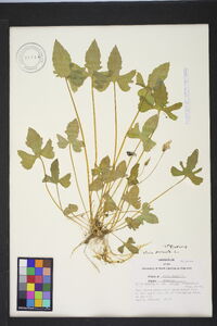 Viola palmata image