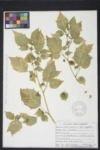 Physalis angulata image