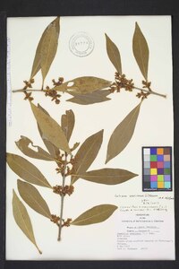 Osmanthus americanus image