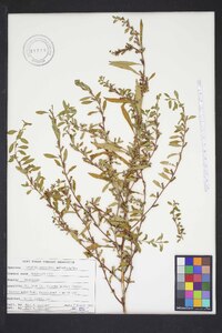 Ludwigia grandiflora image