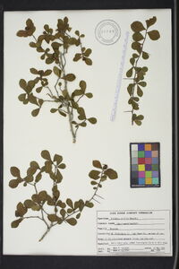 Crataegus uniflora image