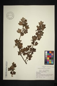 Ribes rotundifolium image