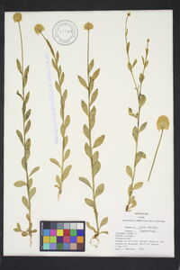 Polygala lutea image