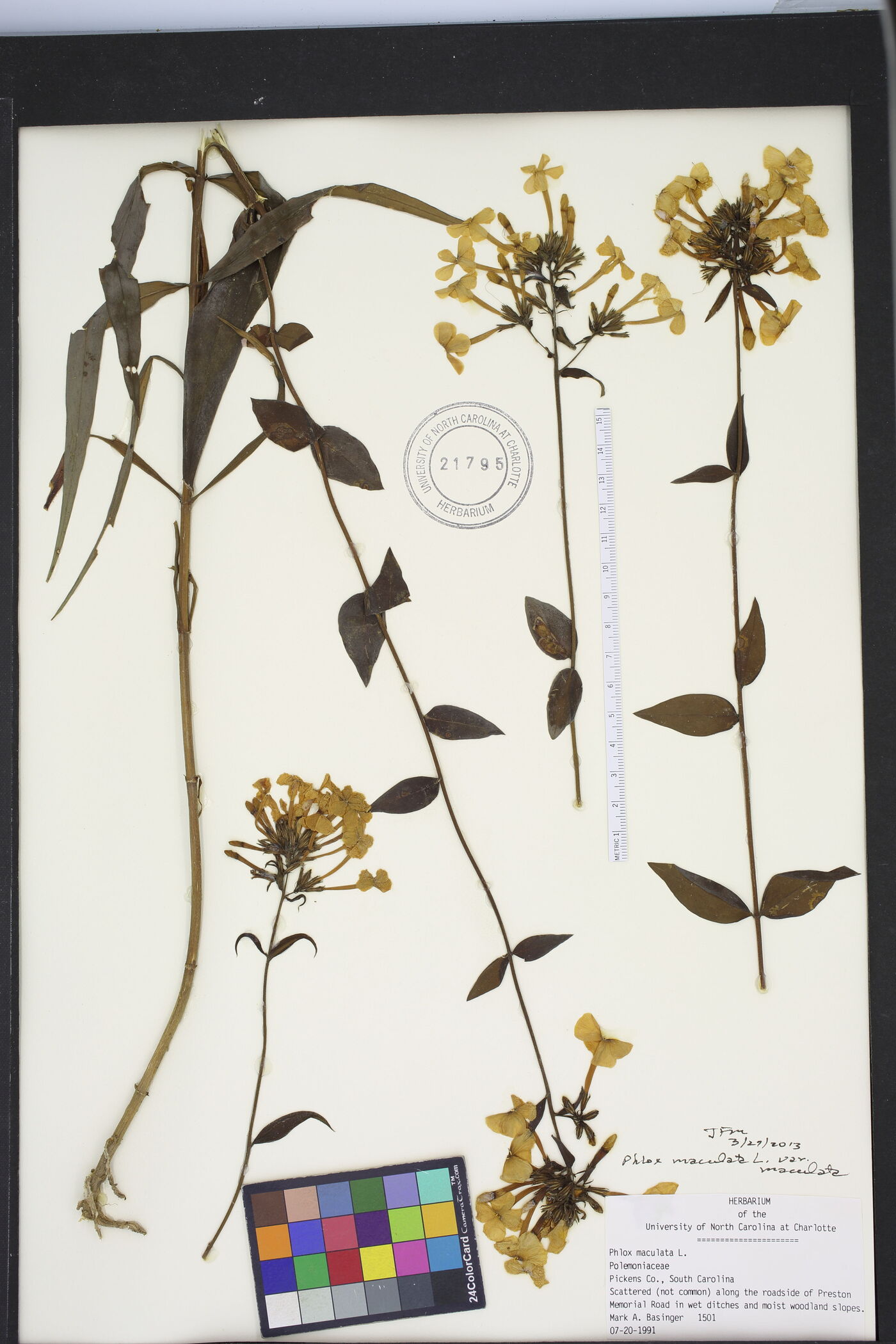 Phlox maculata var. maculata image