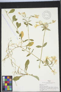 Phlox stolonifera image